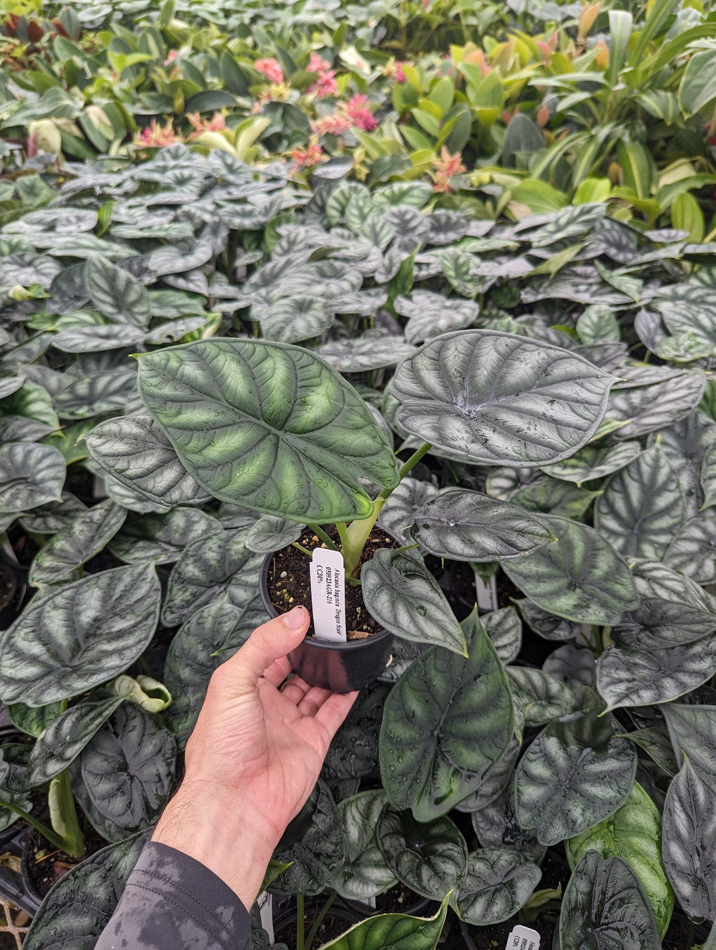 Alocasia baginda 'Dragon Scale'