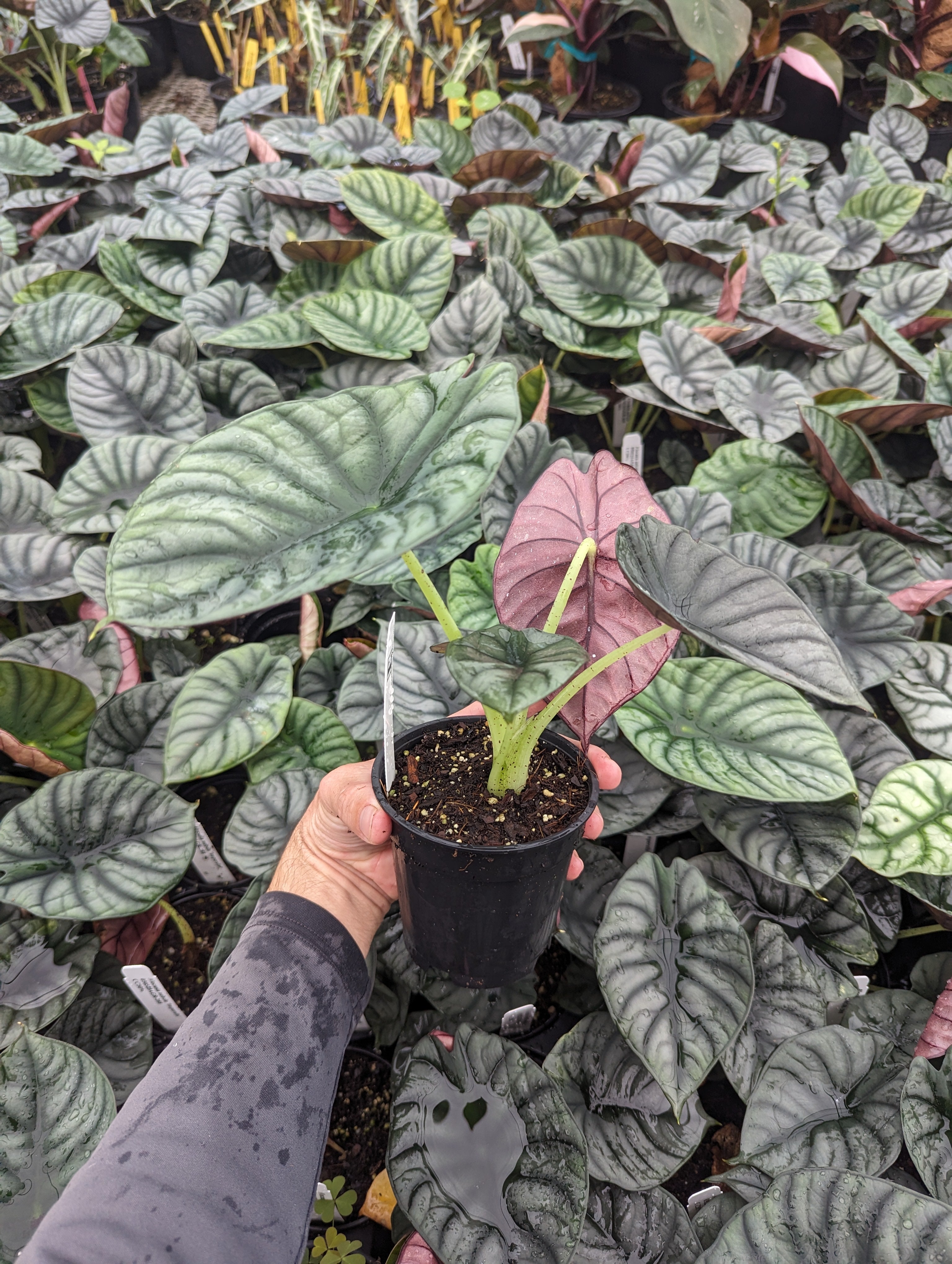 Alocasia nebula 'Imperialis' – Boutique Plants by Excelsa