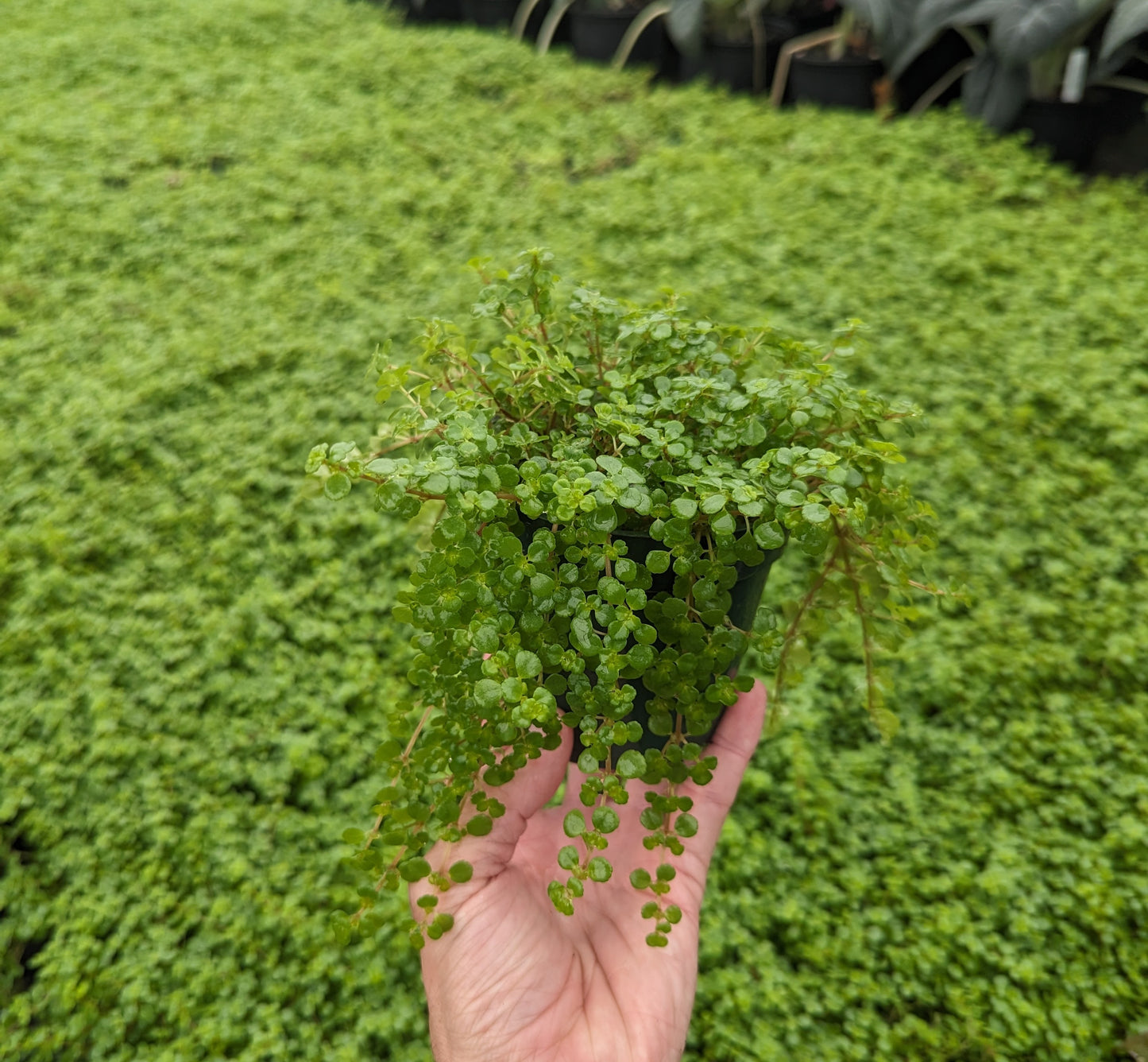 Pilea depressa (Green Baby Tears)