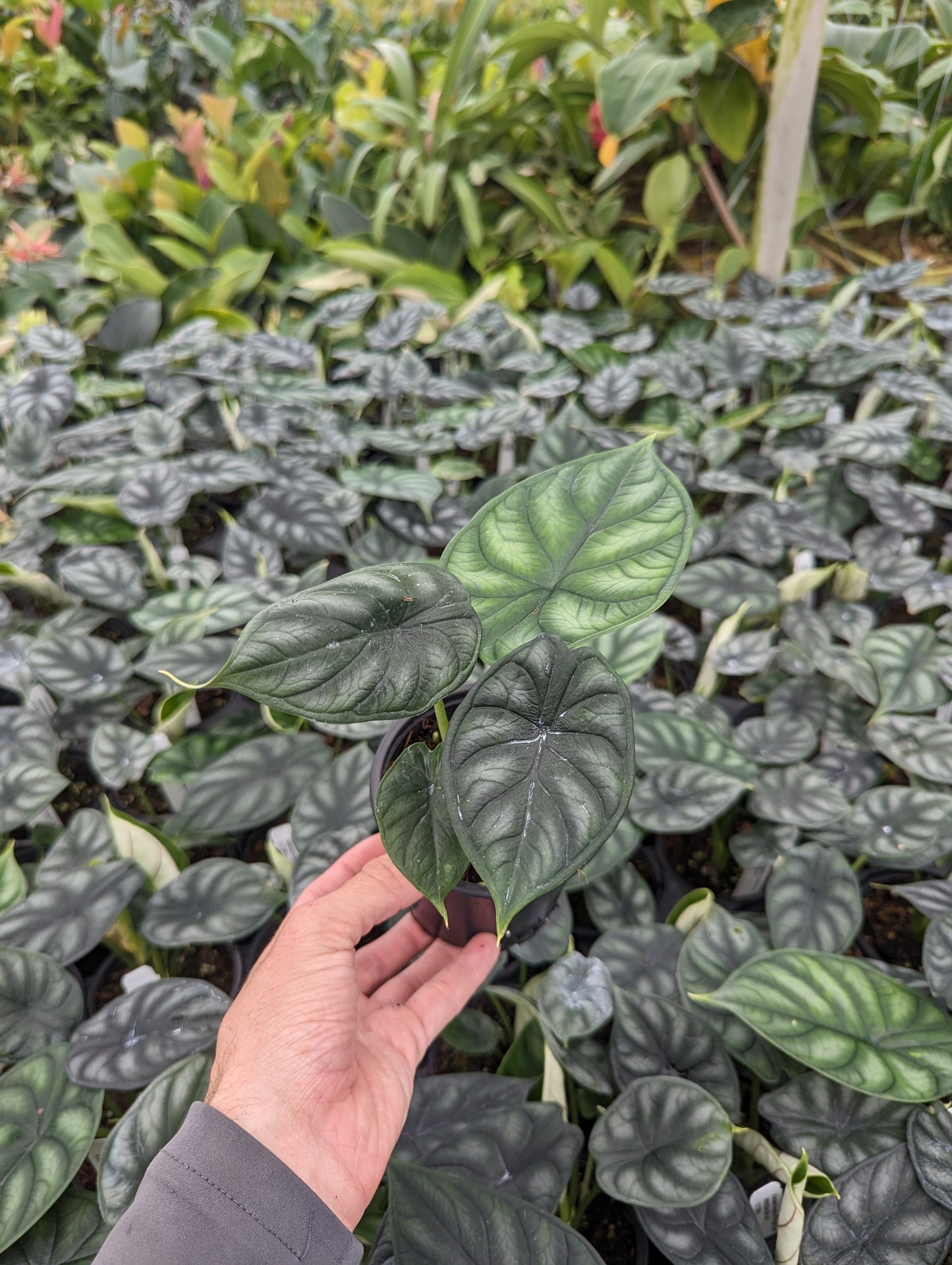 Alocasia baginda 'Dragon Scale'