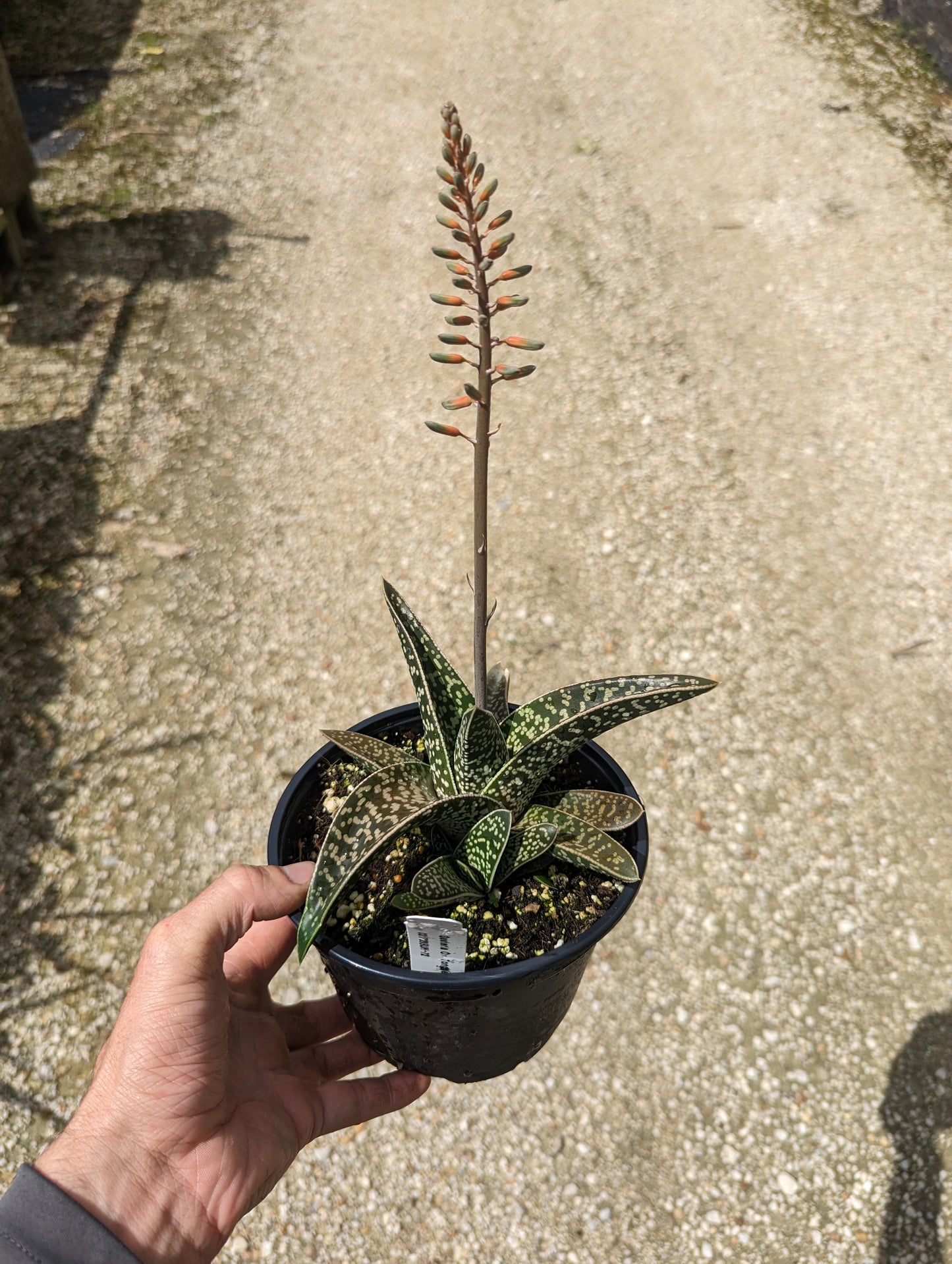 Gasteria 'Ox Tounge'