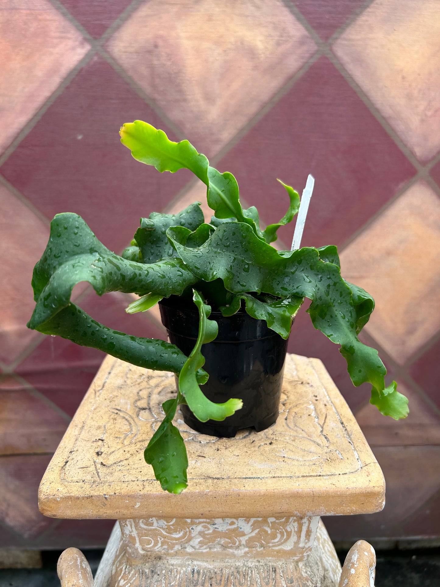 Epiphyllum monstrosa 'Curly Sue'