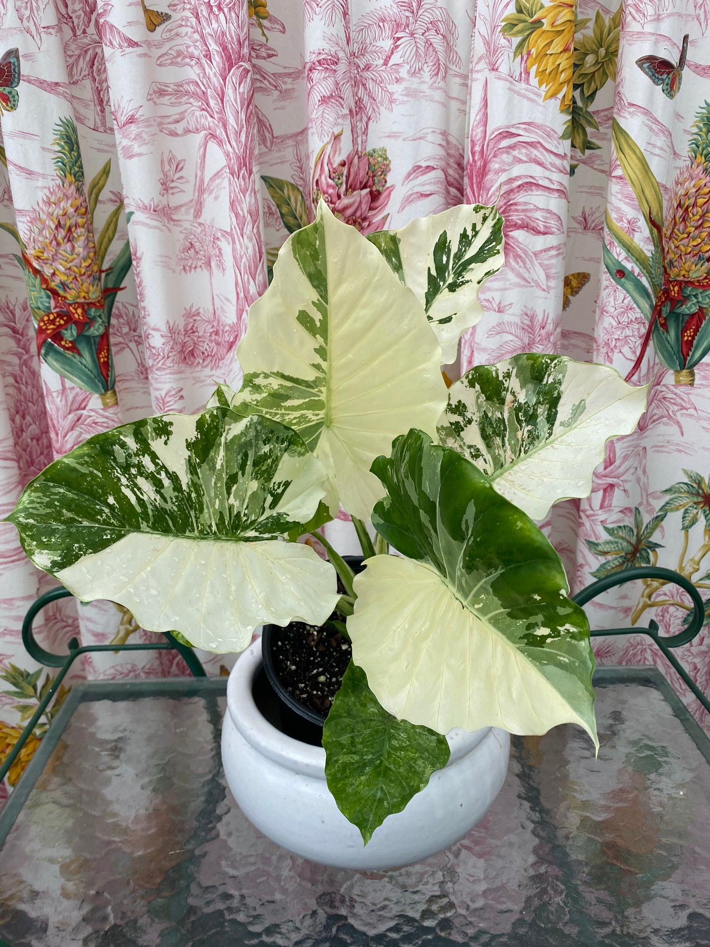 Alocasia odora 'Variegated'