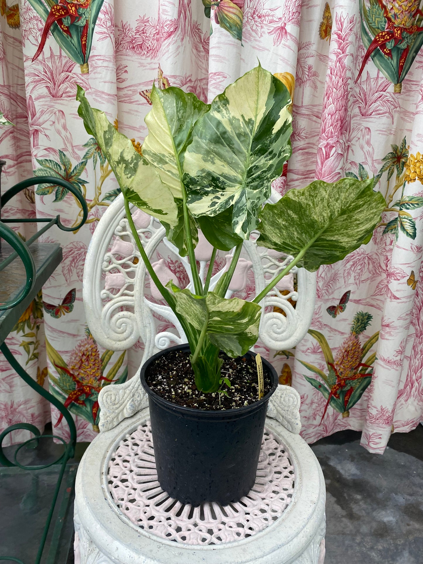 Alocasia odora 'Variegated'