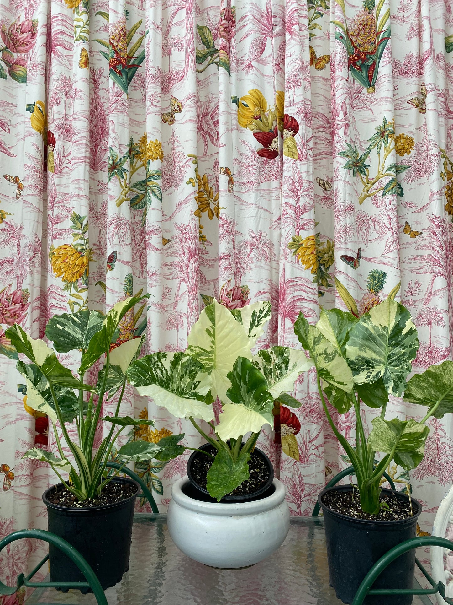 Alocasia odora 'Variegated'