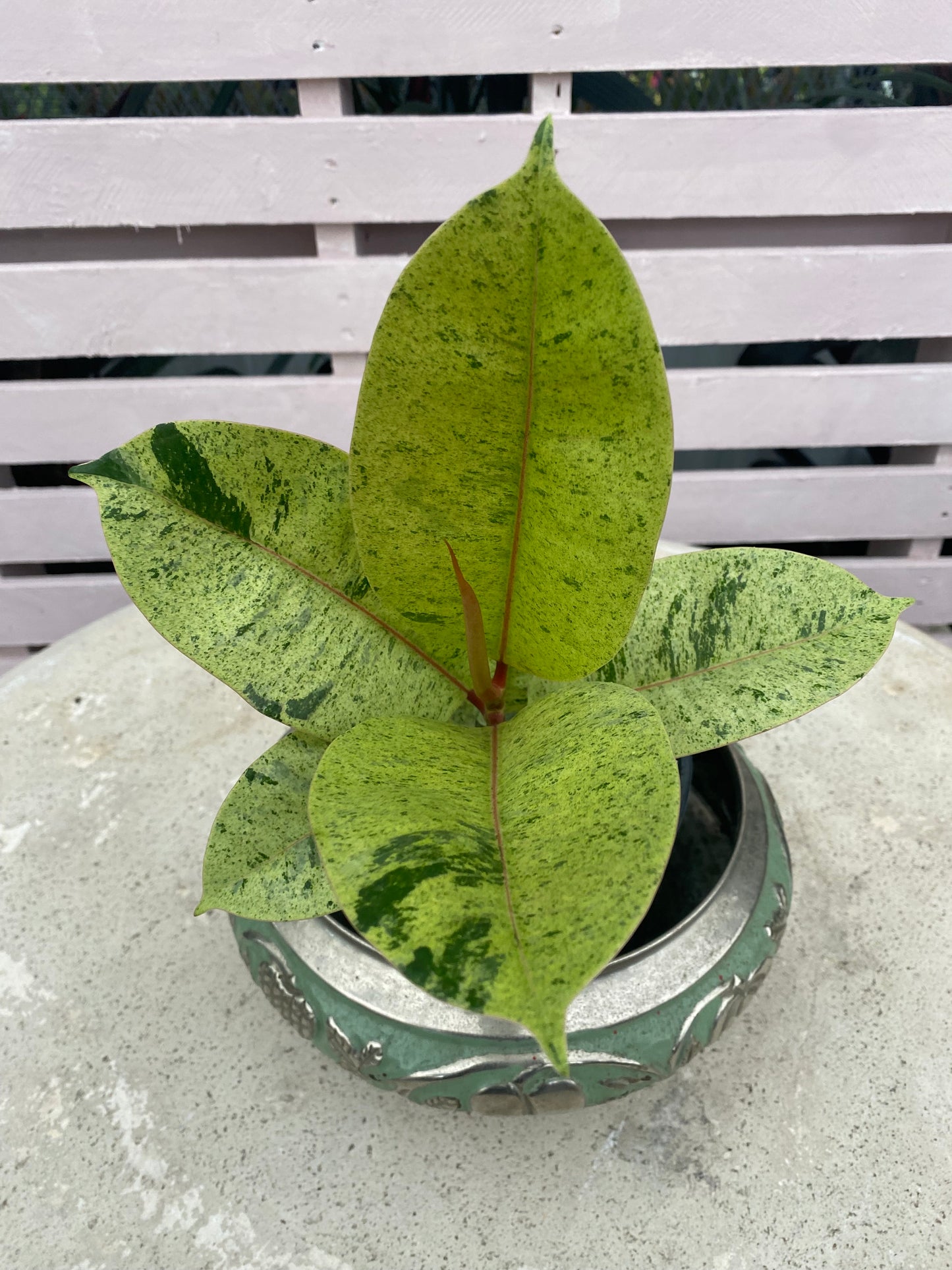 Ficus shivereana 'Moonshine'