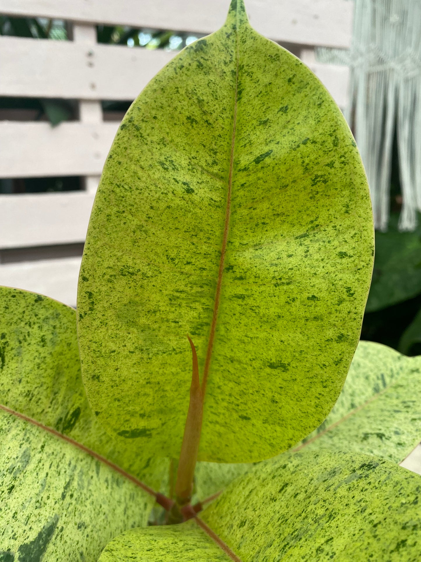 Ficus shivereana 'Moonshine'