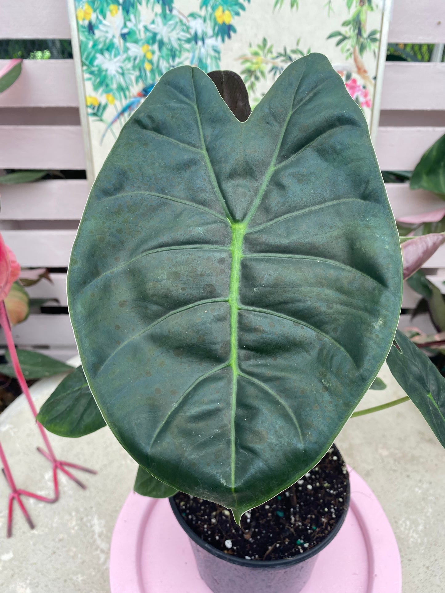 Alocasia 'Golden Bone'