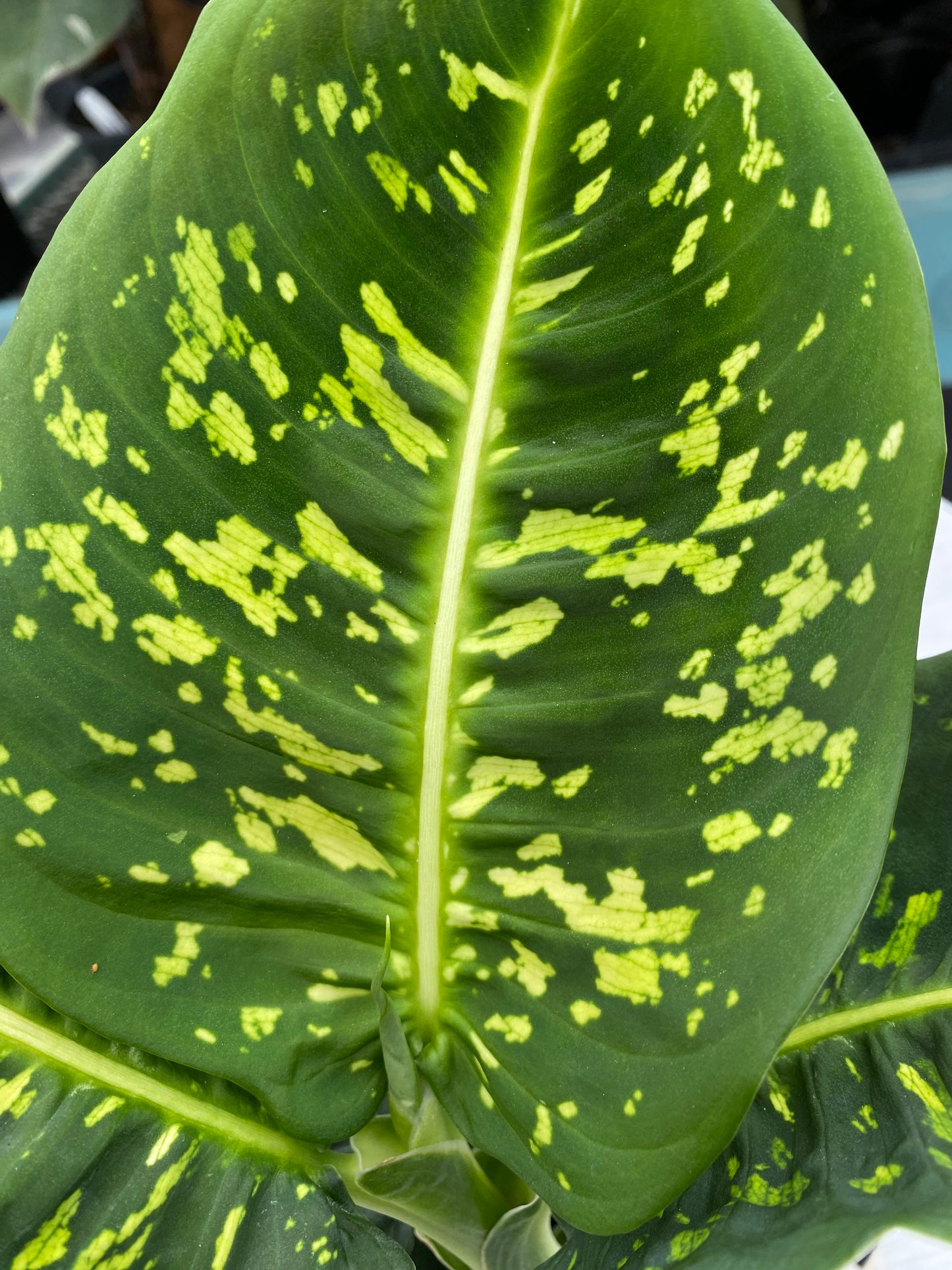 Dieffenbachia 'Reflector'