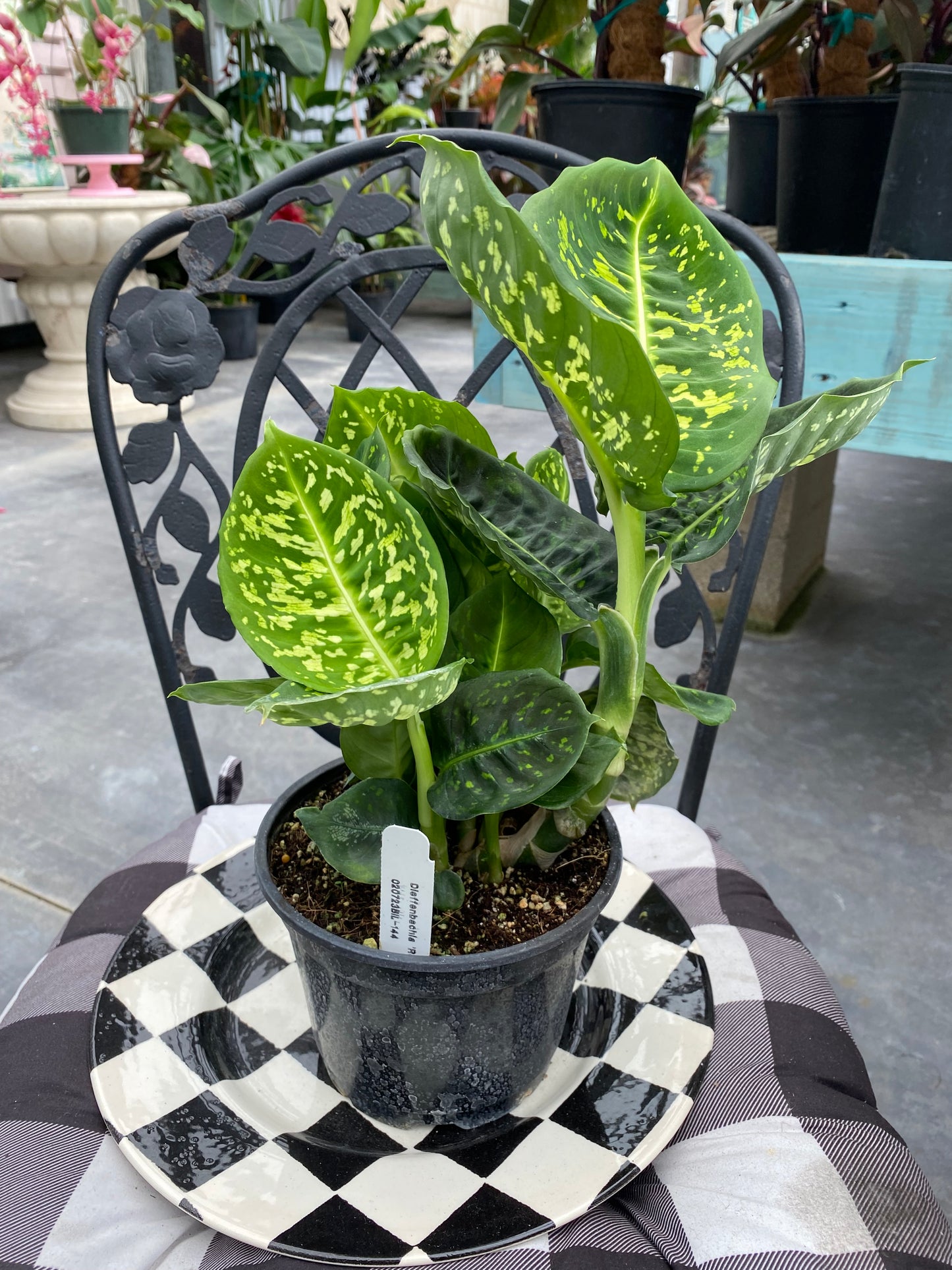 Dieffenbachia 'Reflector'