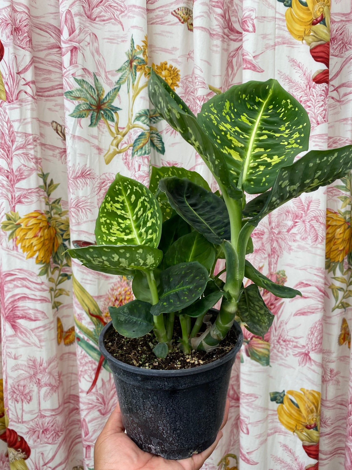 Dieffenbachia 'Reflector'