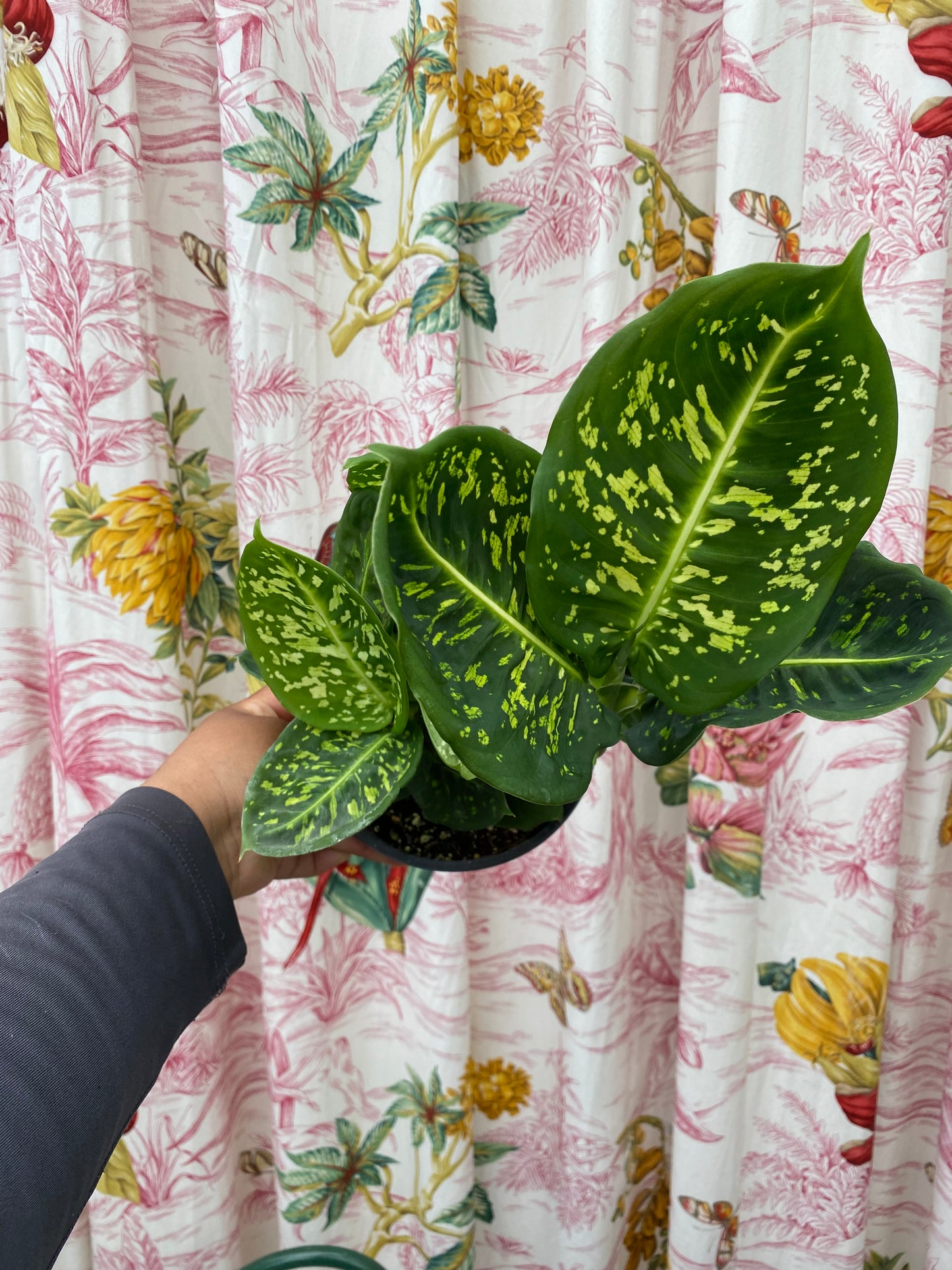 Dieffenbachia 'Reflector'