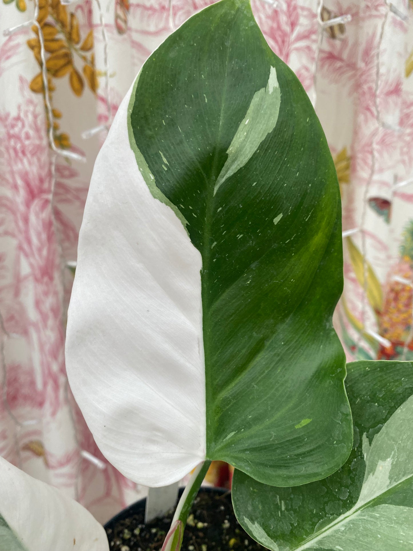 Philodendron 'White Princess'