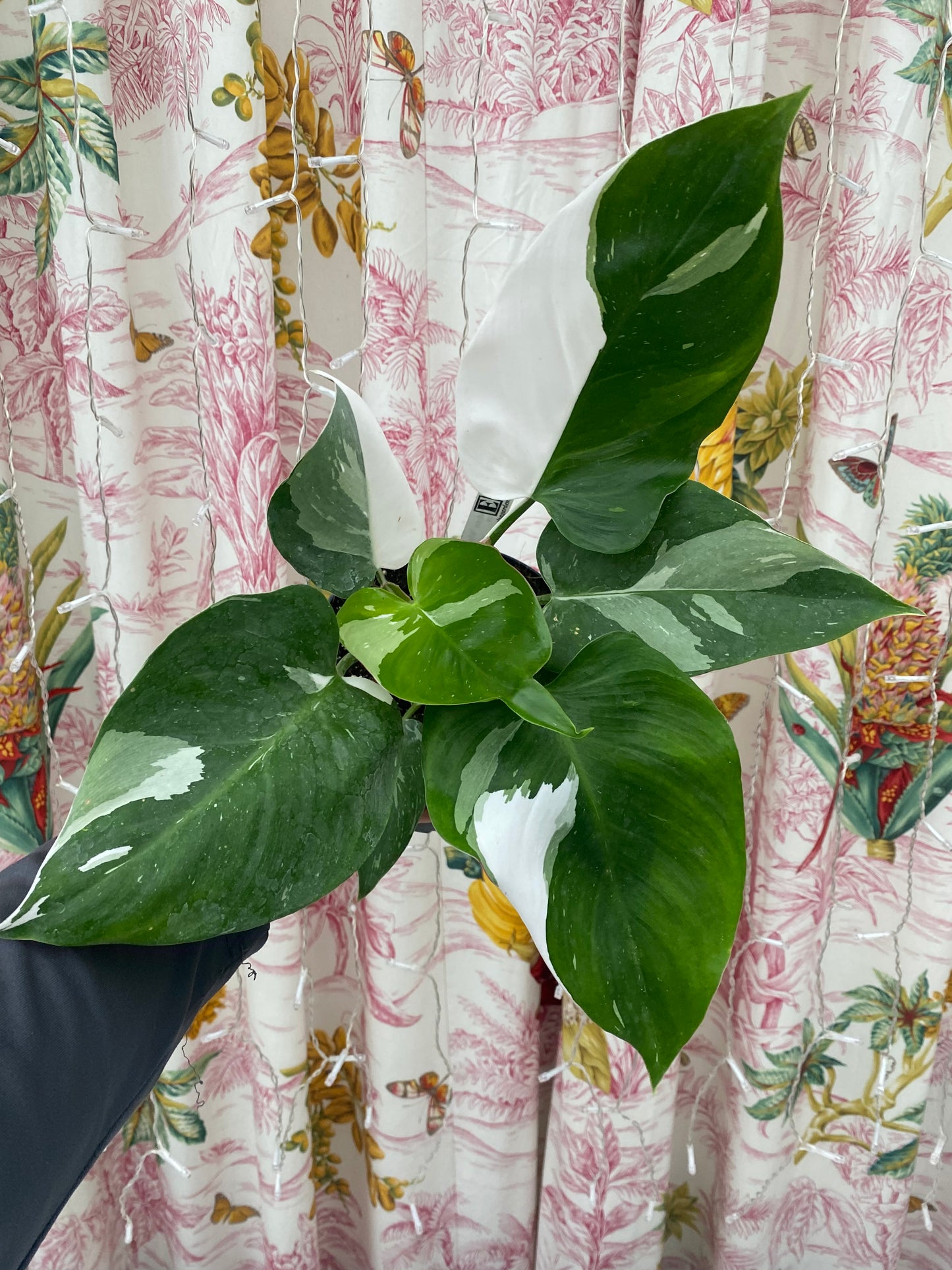 Philodendron 'White Princess'