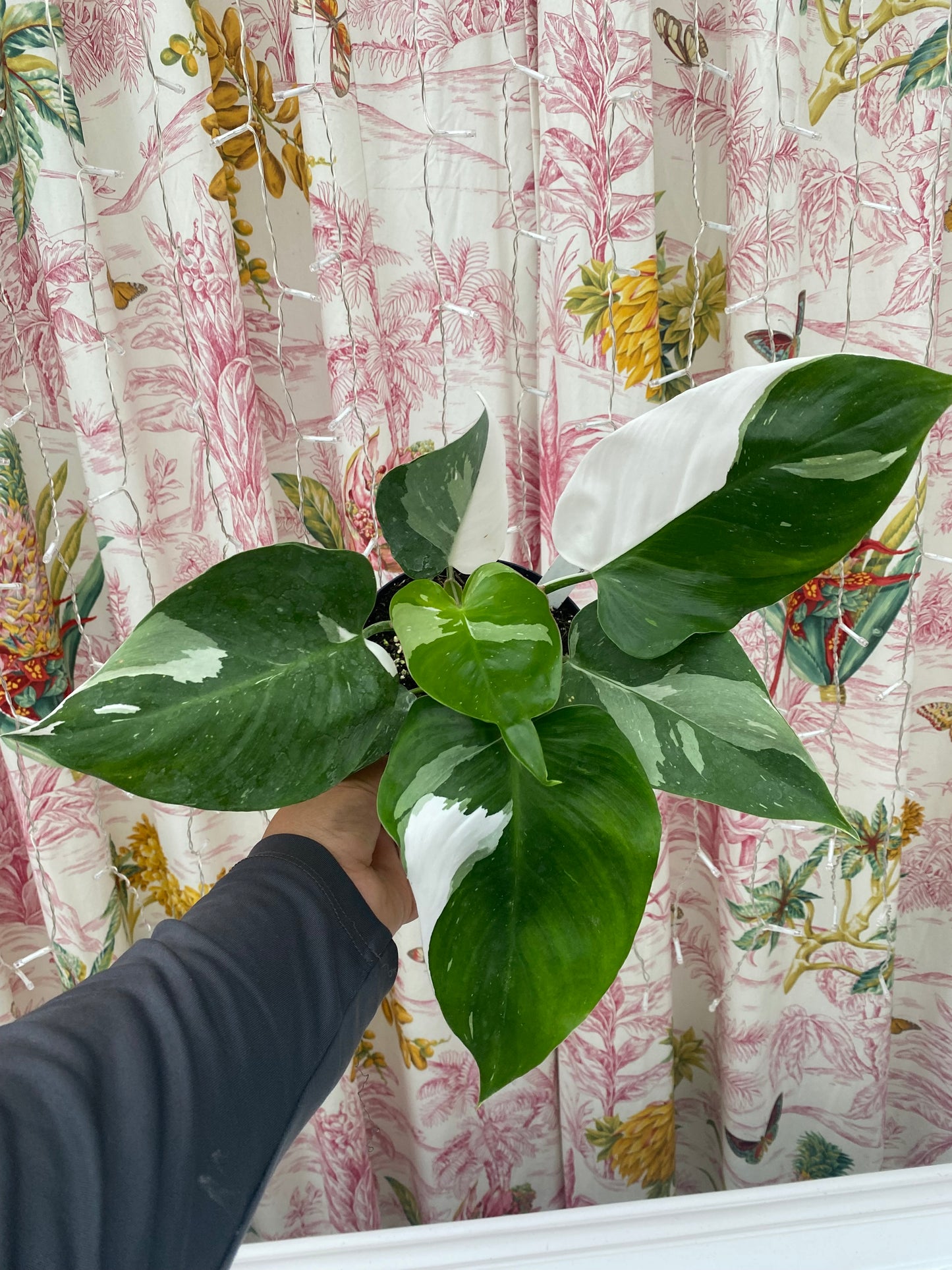 Philodendron 'White Princess'