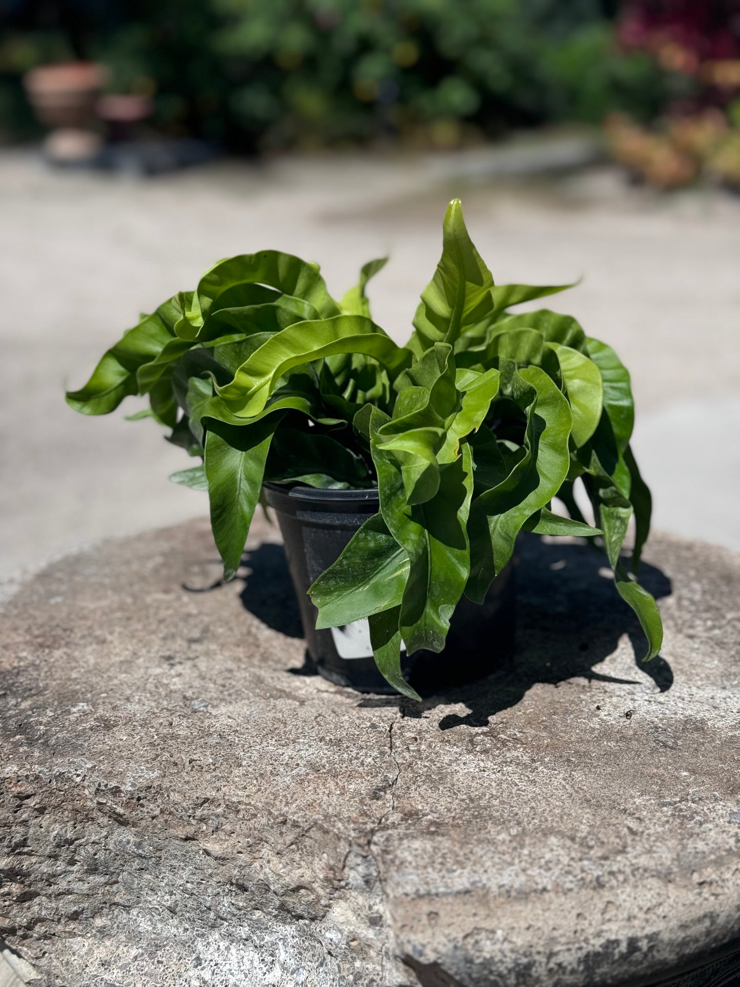 Asplenium antiquum 'Hurricane Fern'