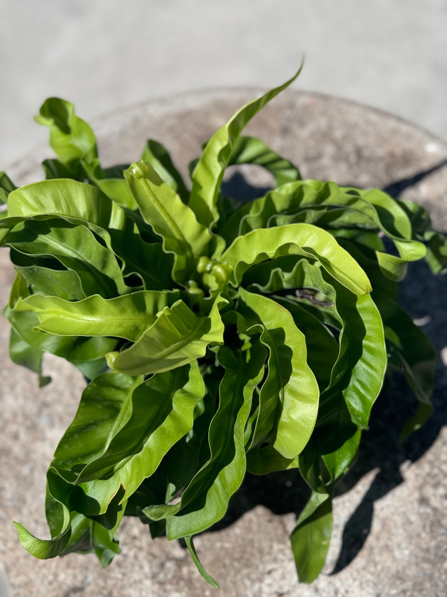 Asplenium antiquum 'Hurricane Fern'