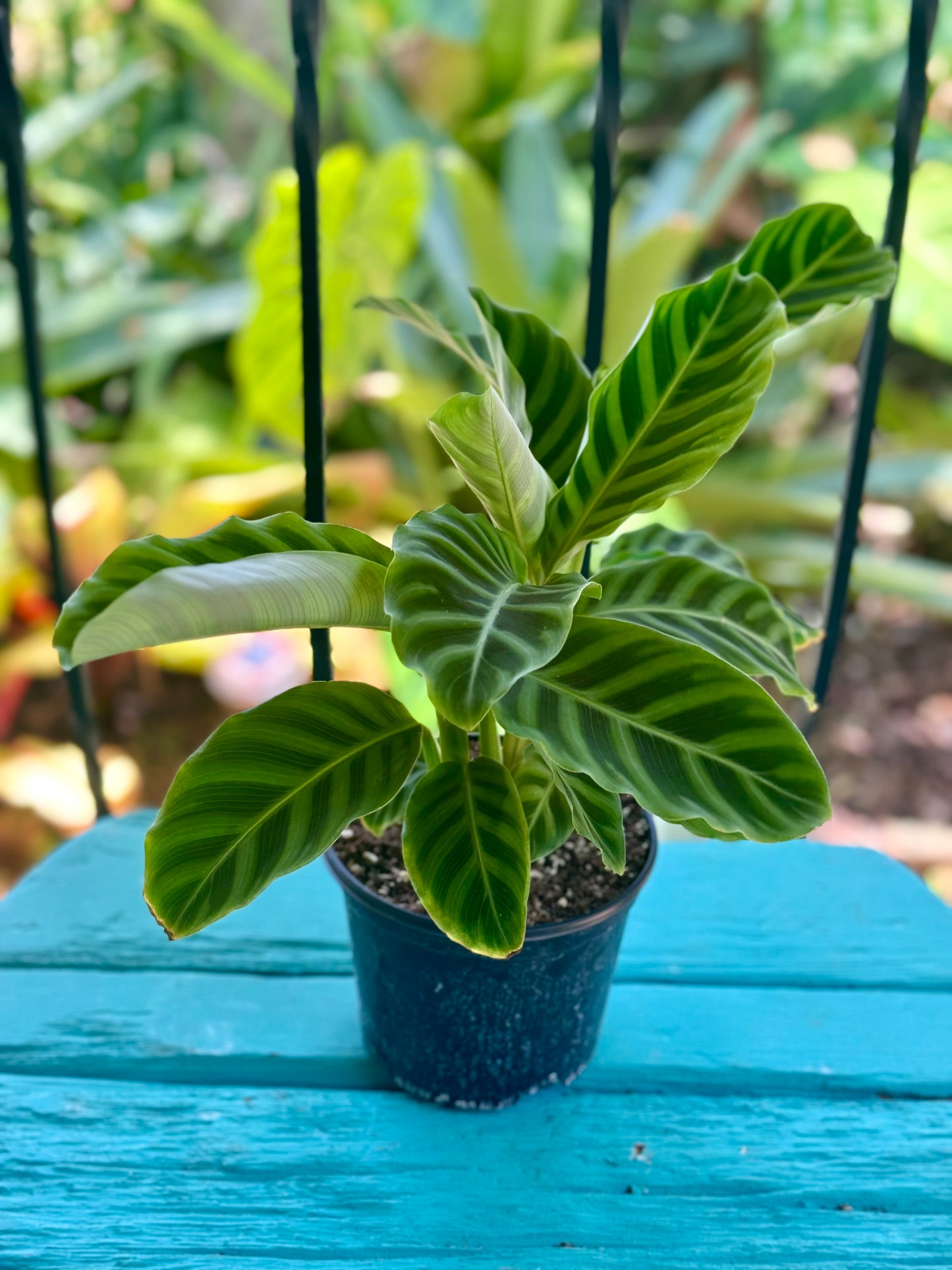 Calathea 'Zebrina' 6"