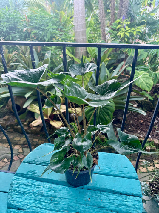 Alocasia 'Sting ray' 6"