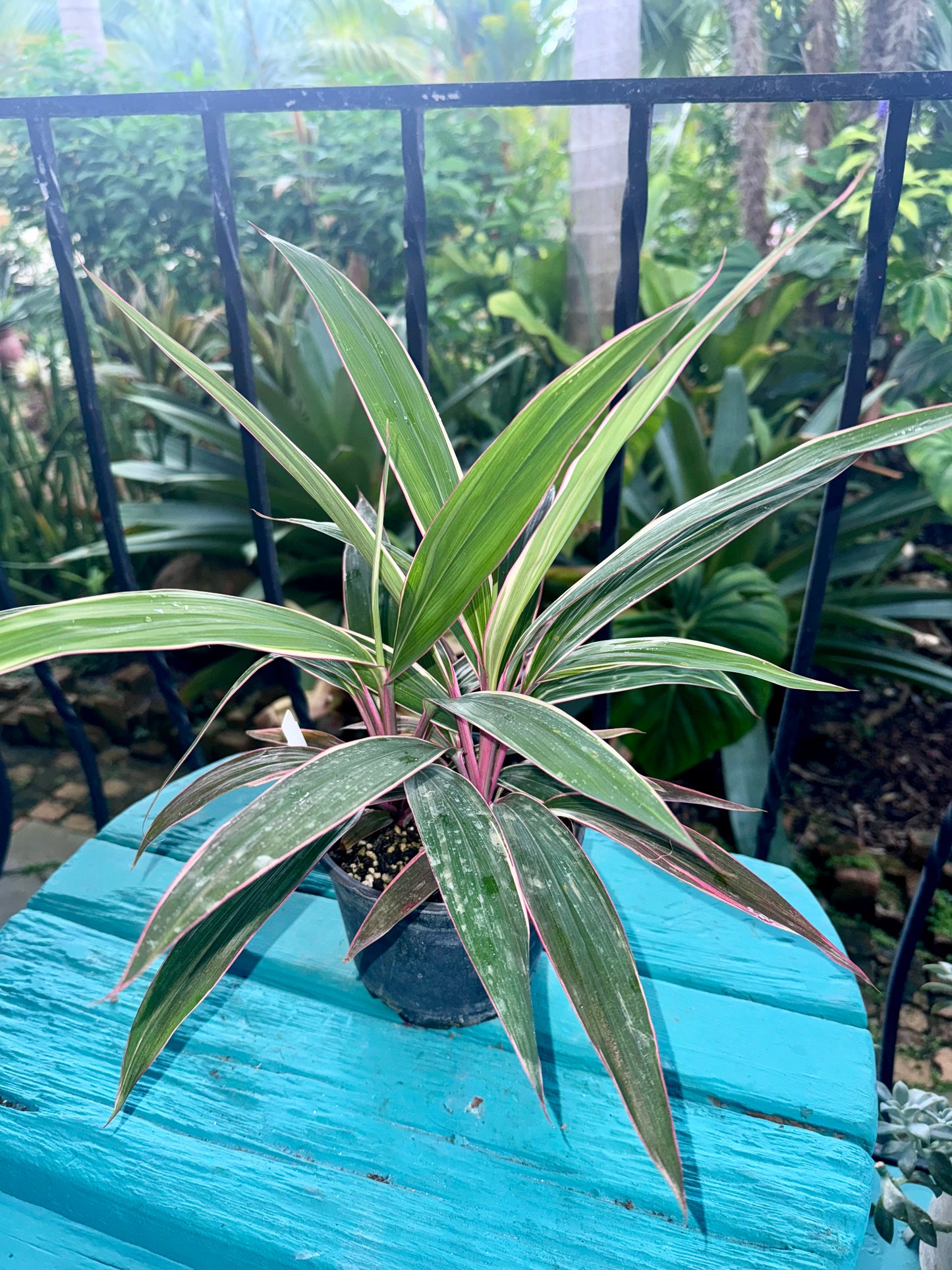 Cordyline fruticosa 'Pink Diamond' 6"