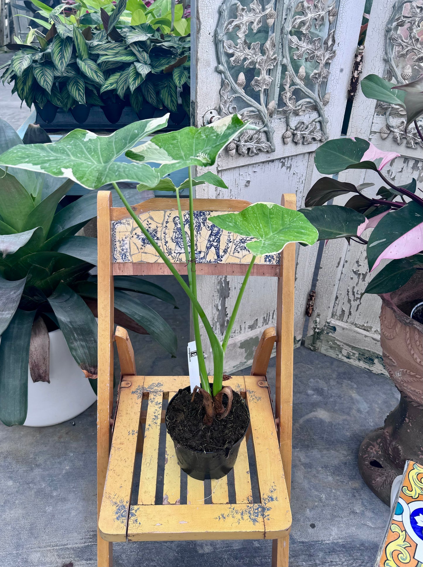 Alocasia 'Mickey Mouse' 6"