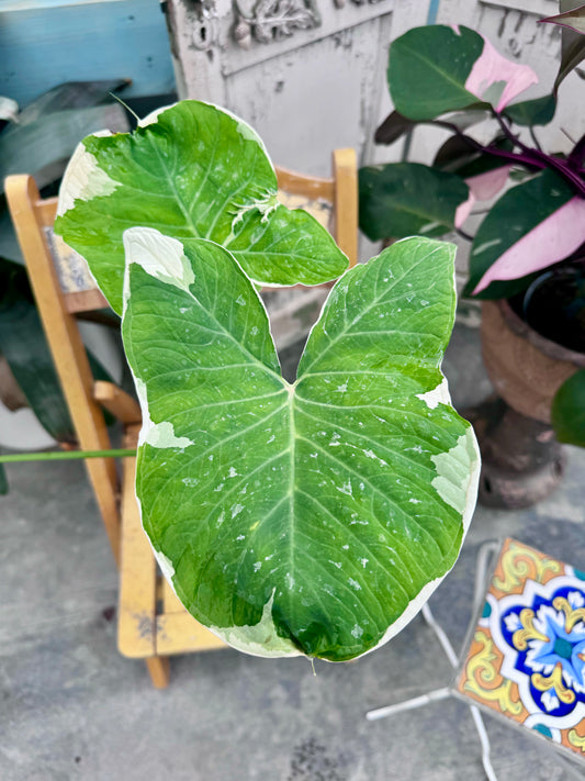 Alocasia 'Mickey Mouse' 6"