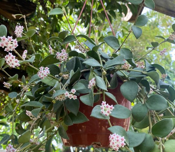 Hoya nummularoides Fragrant 8"HB