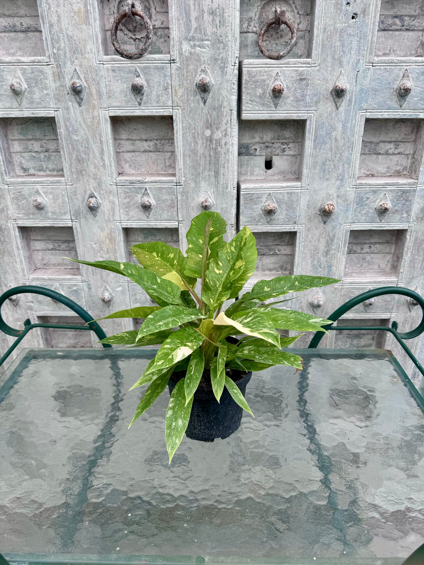 Philodendron 'Ring of Fire'