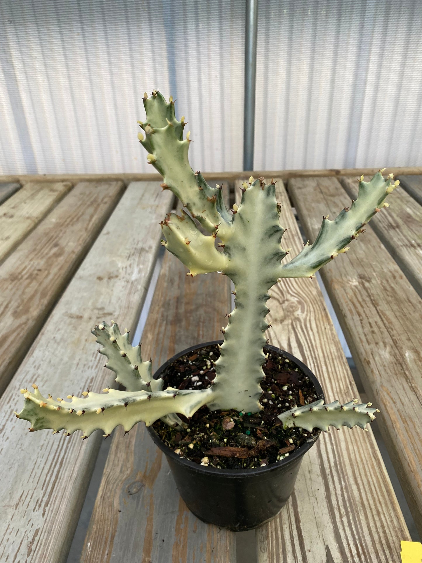 Euphorbia lactea 'White Ghost'