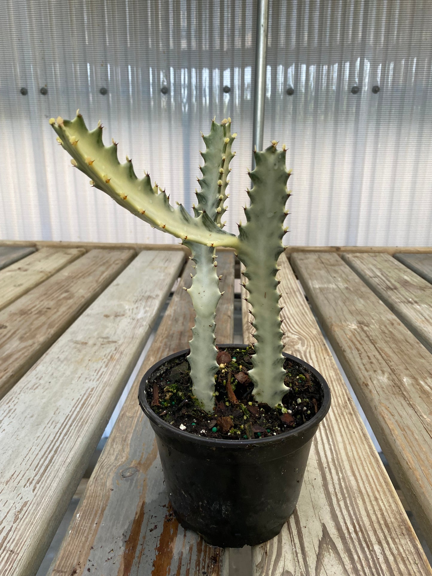 Euphorbia lactea 'White Ghost'