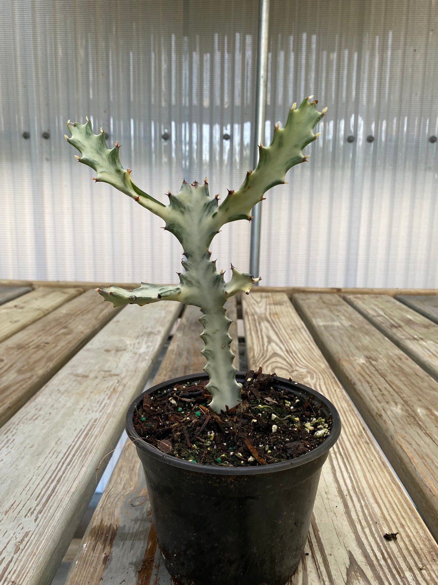 Euphorbia lactea 'White Ghost'