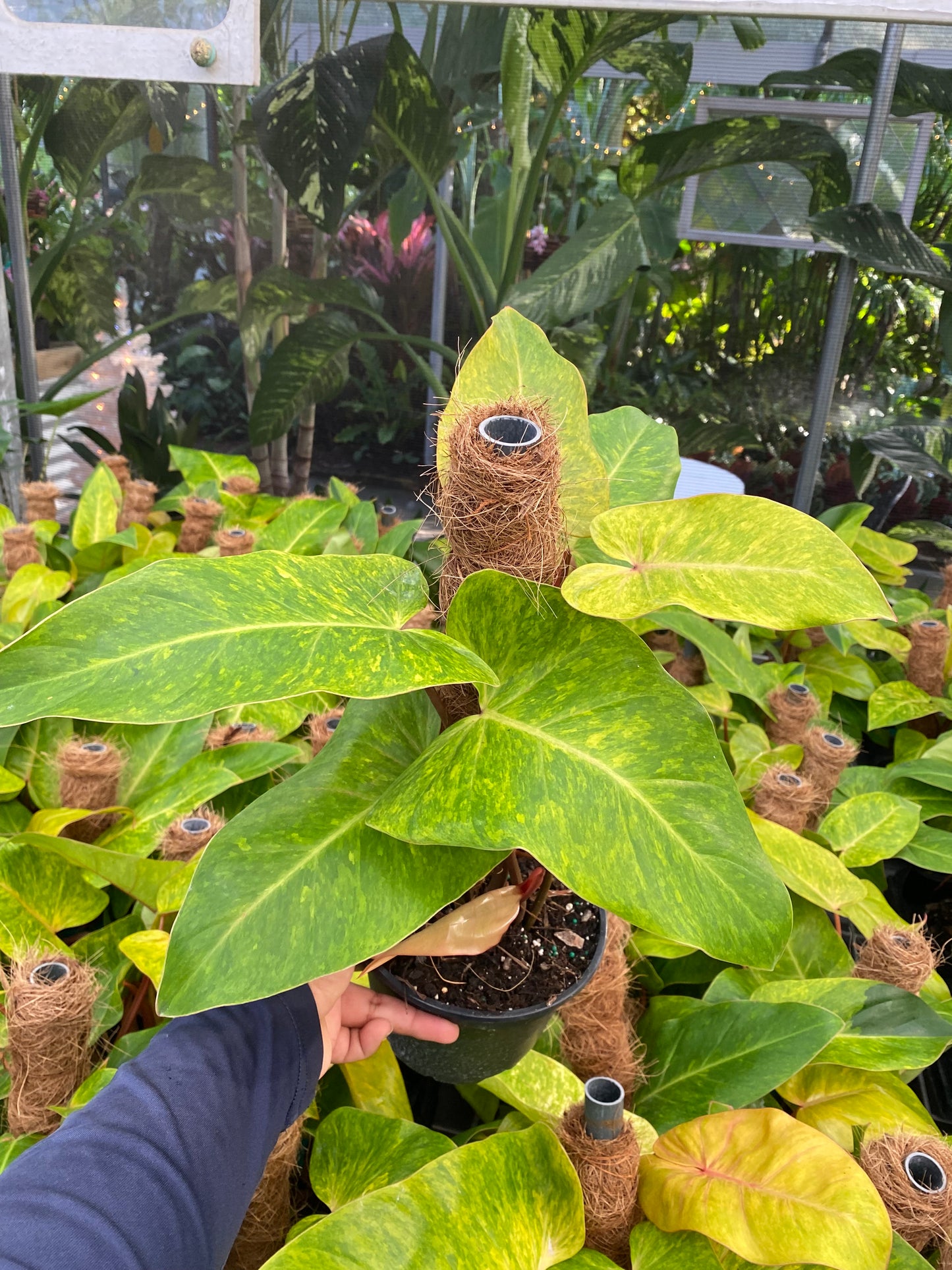 Philodendron 'Painted Lady'