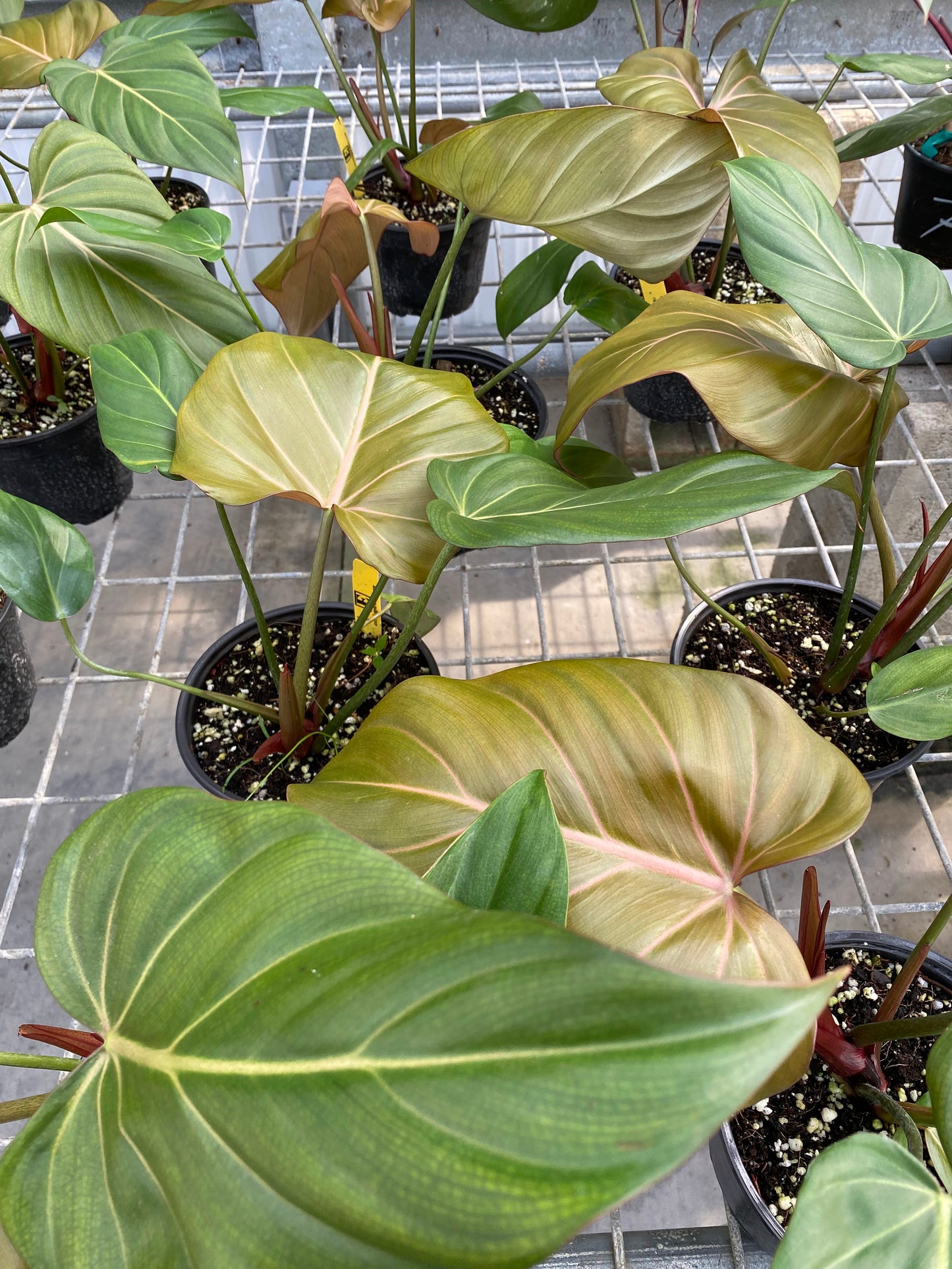 Philodendron 'Summer Glory'