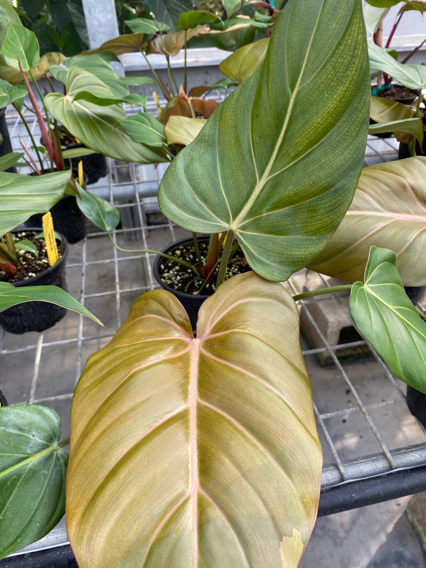 Philodendron 'Summer Glory'