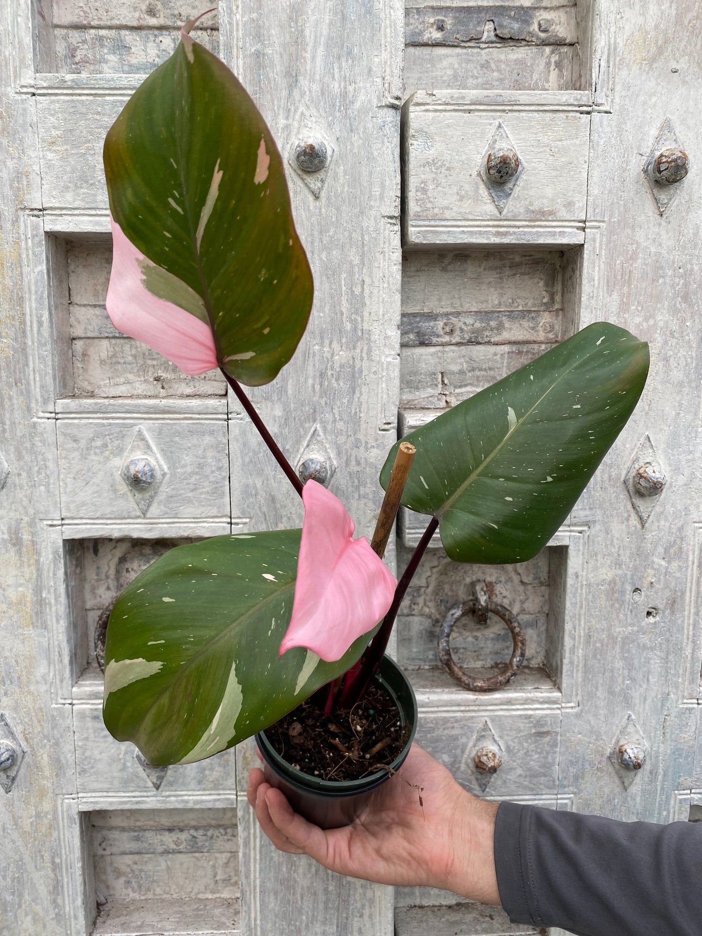 Philodendron 'Pink Princess'