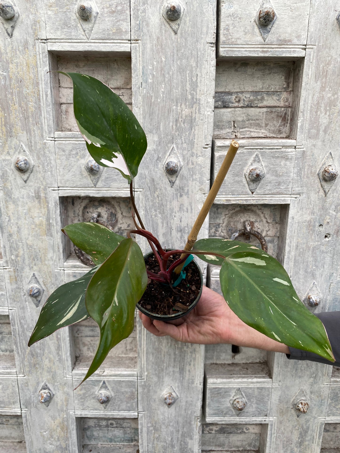 Philodendron 'Pink Princess'