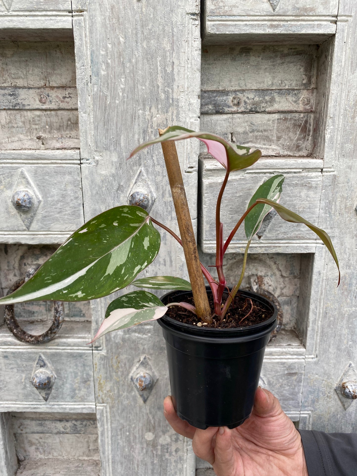 Philodendron 'Pink Princess'