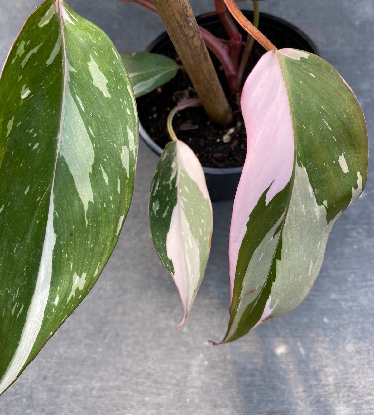 Philodendron 'Pink Princess'