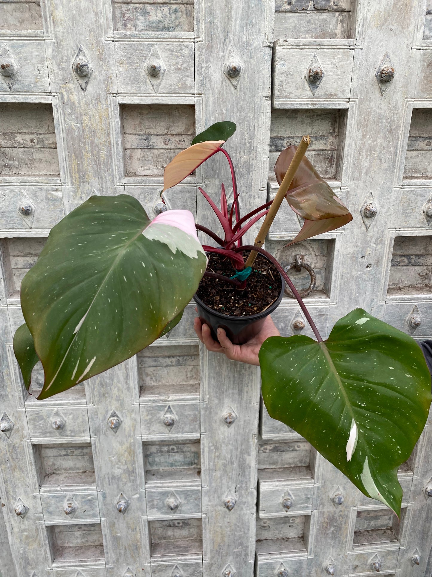 Philodendron 'Pink Princess'