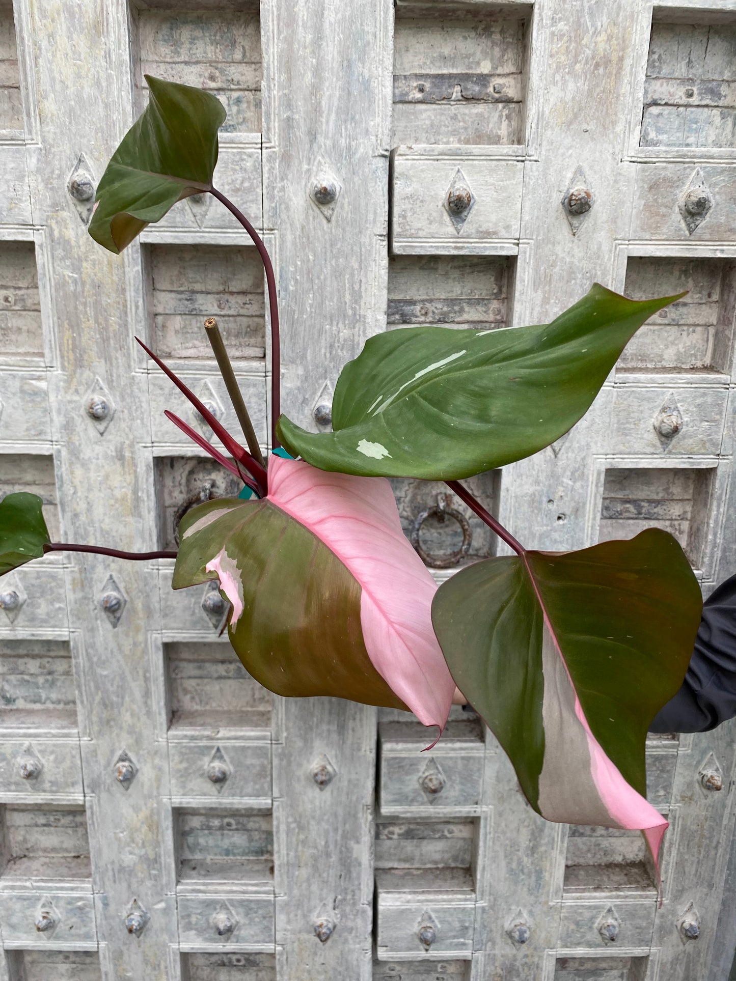 Philodendron 'Pink Princess'