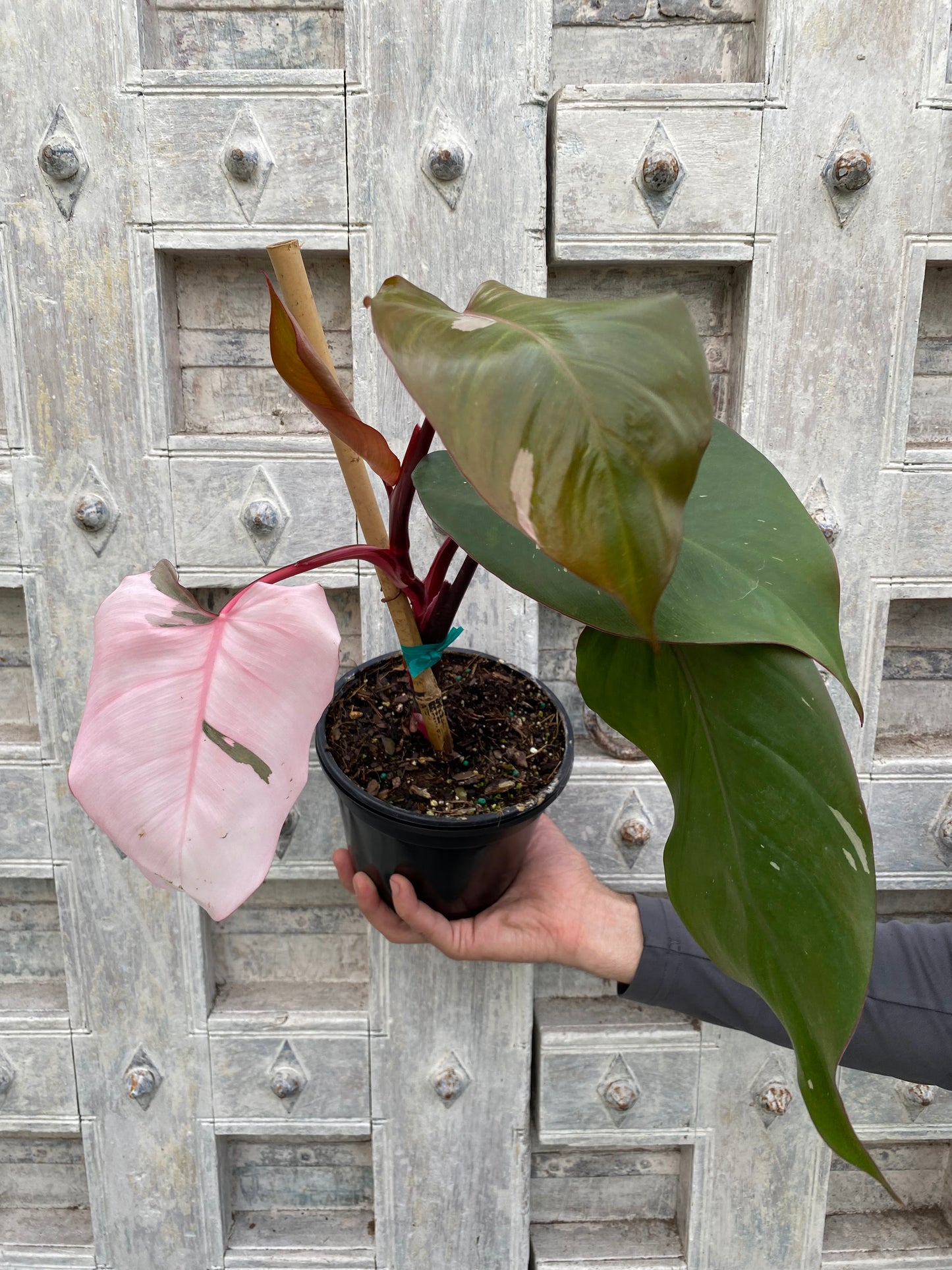 Philodendron 'Pink Princess'