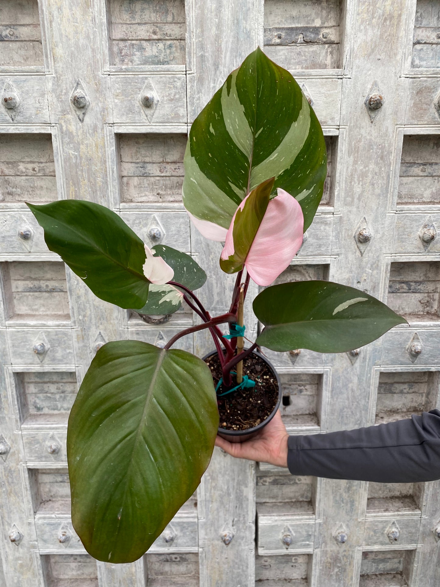 Philodendron 'Pink Princess'