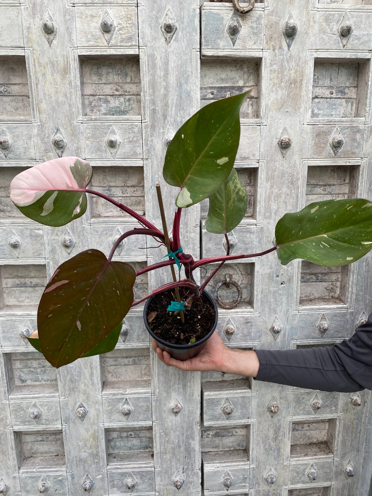 Philodendron 'Pink Princess'