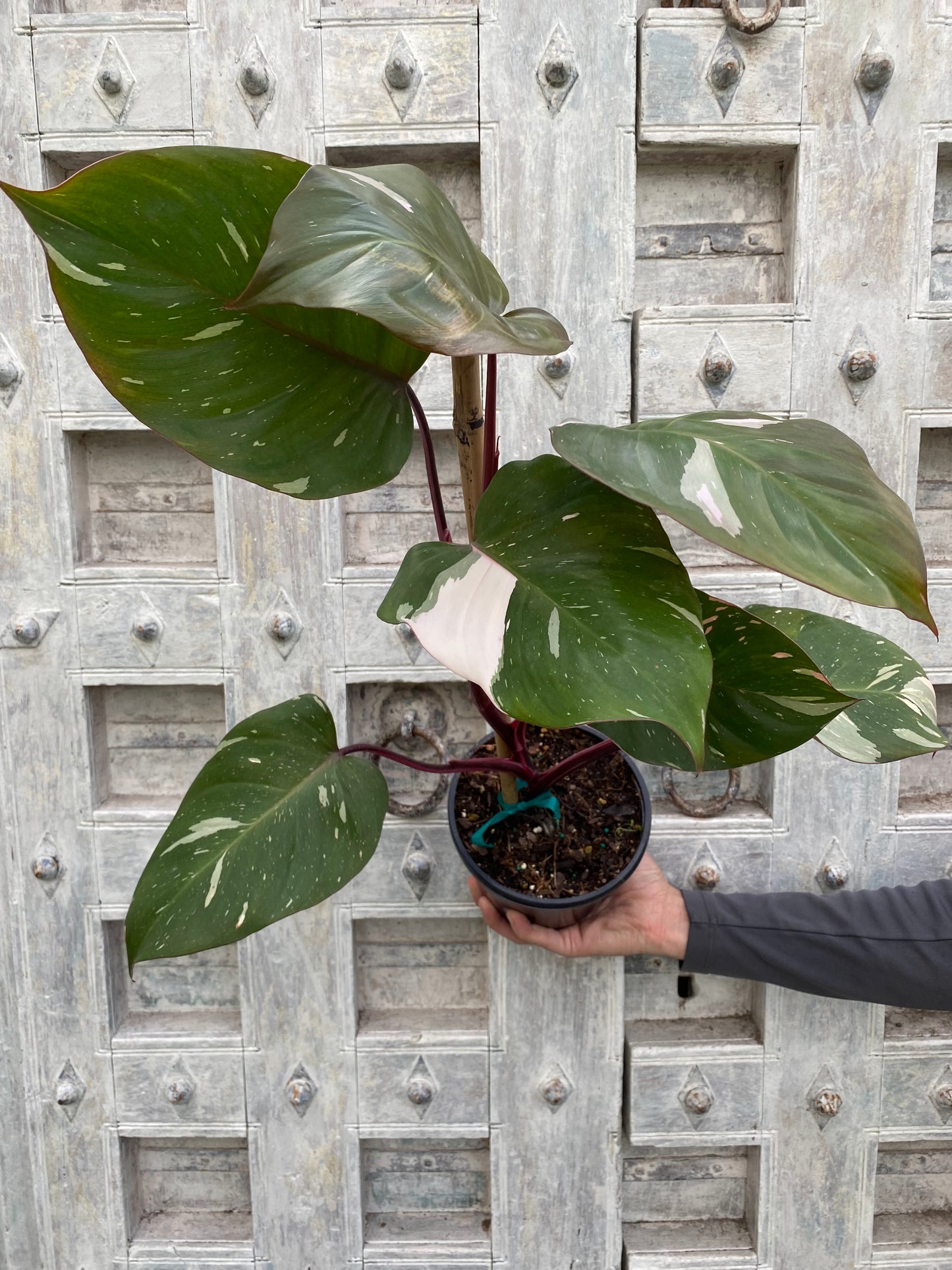 Philodendron 'Pink Princess'