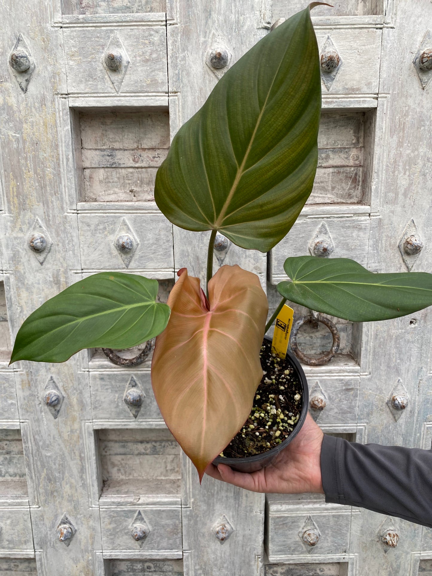 Philodendron 'Summer Glory'