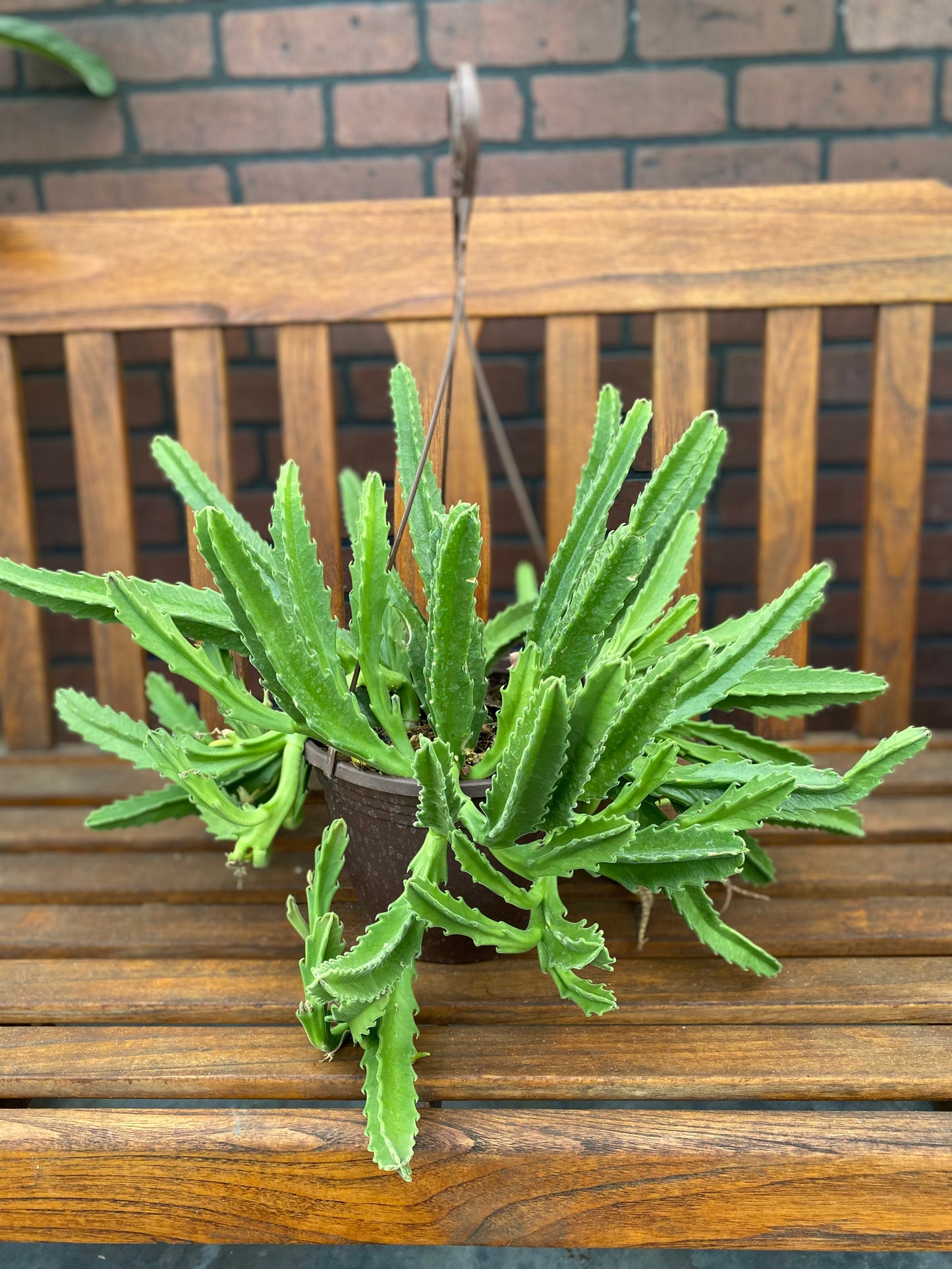 Stapelia gigantea (Starfish Cactus)