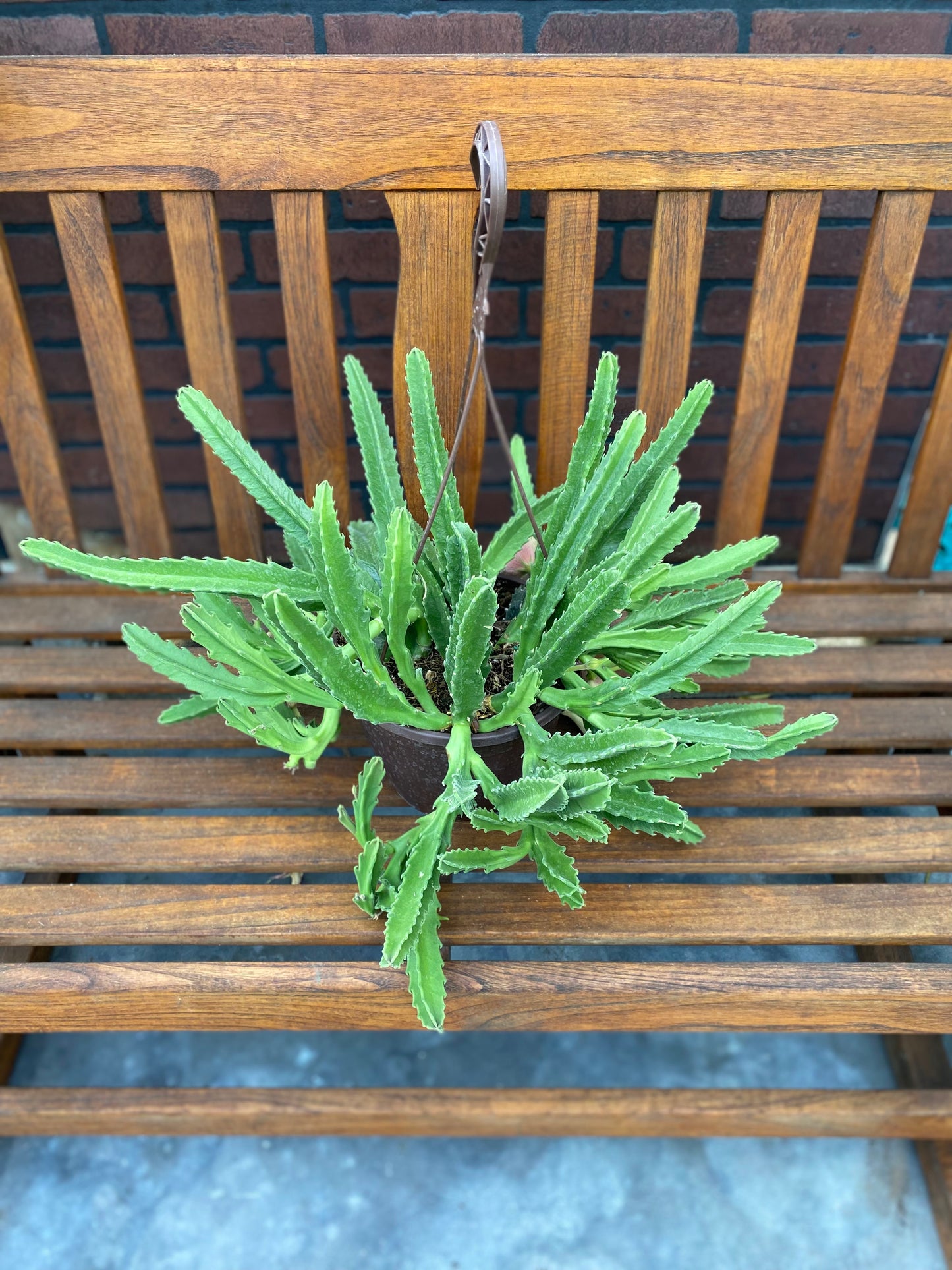 Stapelia gigantea (Starfish Cactus)