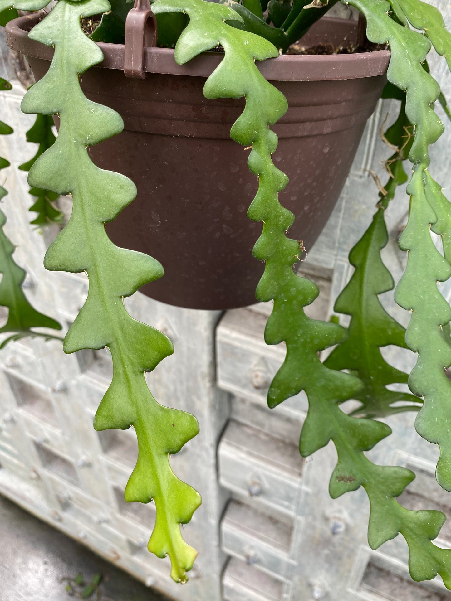 Cryptocereus anthonyanus 'Ric Rac Cactus'