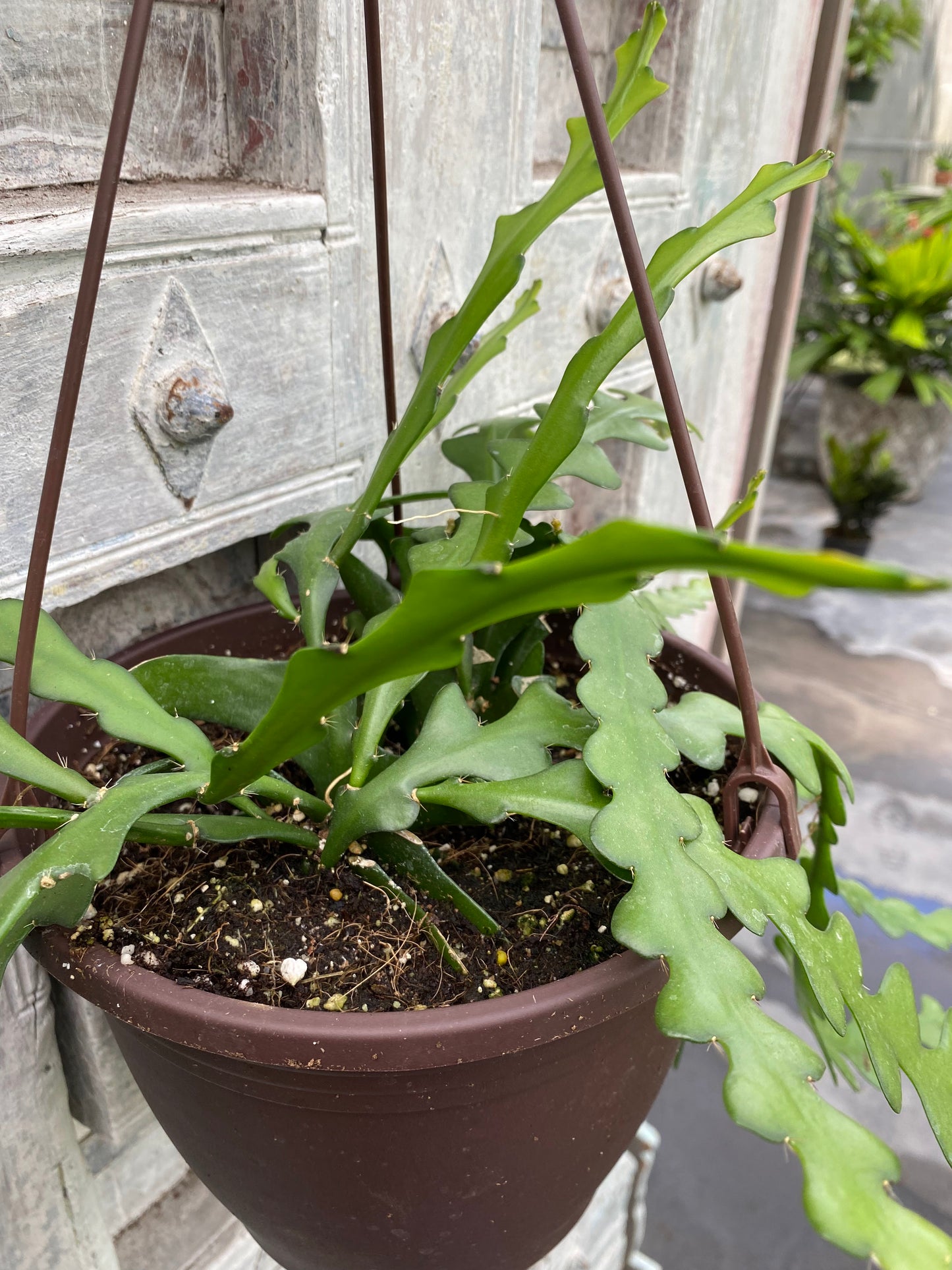 Cryptocereus anthonyanus 'Ric Rac Cactus'