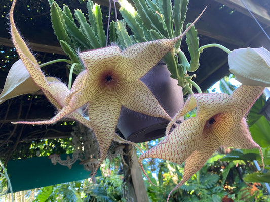 Stapelia gigantea (Starfish Cactus)